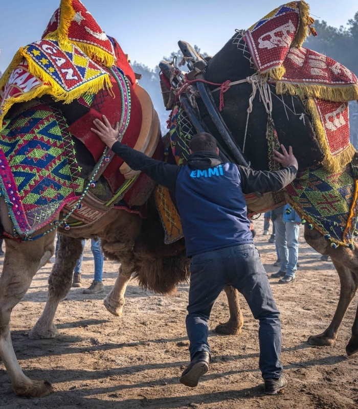 Lễ hội đấu vật lạc đà. Ảnh: mustafasahinphoto