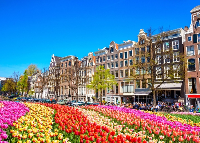 lễ hội hoa tulip