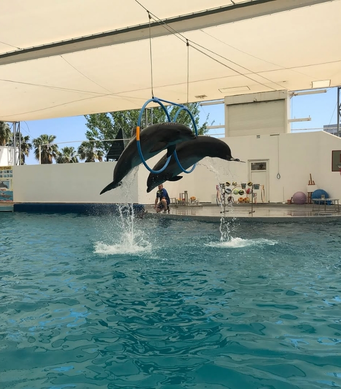 Dolphin Land. Ảnh: tanyavst
