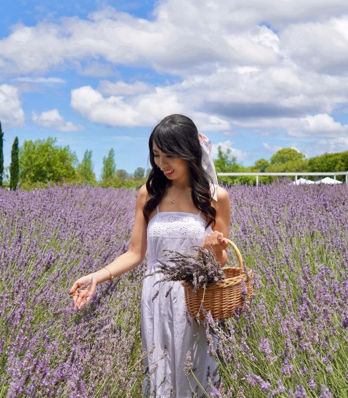 Mùa thu hoạch Lavender. Ảnh: msmaggiely