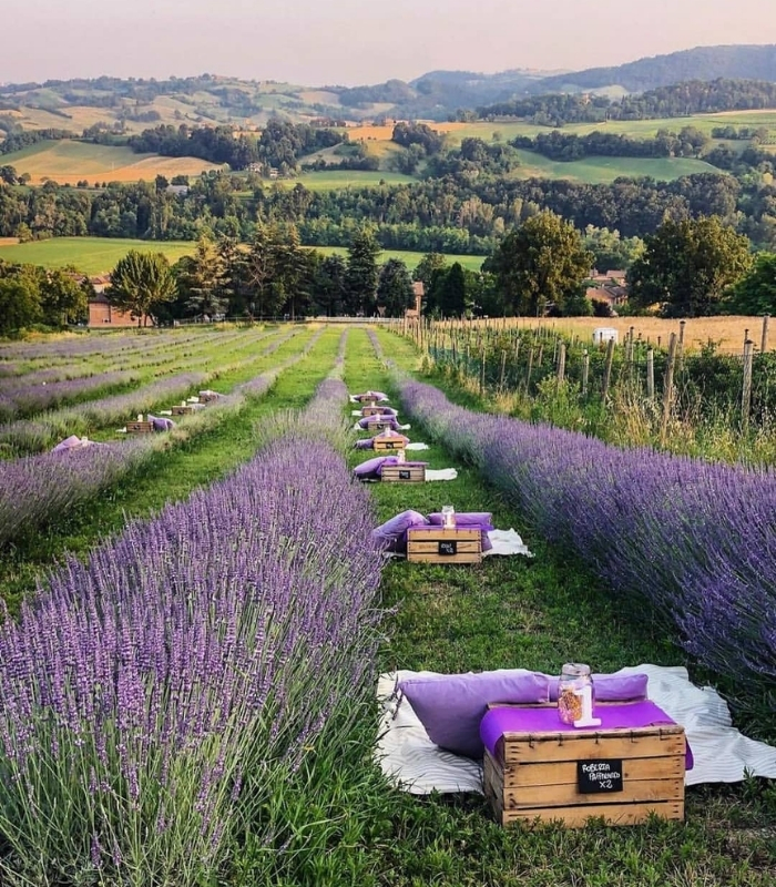 Thưởng thức các món ăn và đồ uống từ lavender. Ảnh: mediterano_
