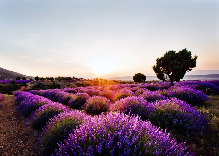 cánh đồng Lavender Thổ Nhĩ Kỳ
